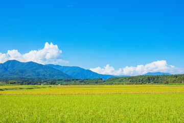 青空と田んぼ