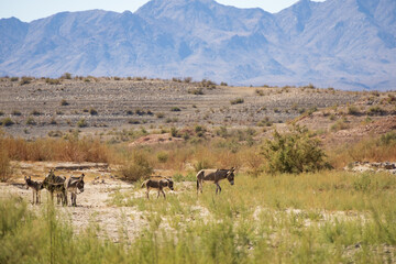 Wild burros in the desert
