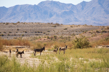 Wild burros in the desert
