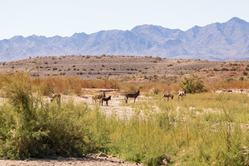 Wild burros in the desert

