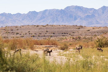 Wild burros in the desert
