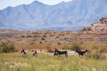 Naklejka premium Wild burros in the desert 