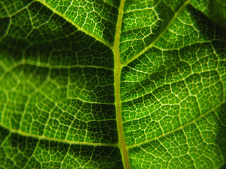 green leaf texture
