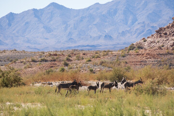 Wild burros in the desert
