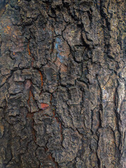 A close-up of the texture of naturally dried bark on a tree, producing a rough, old wood pattern that can be used for eco-friendly projects or design needs for a natural theme.