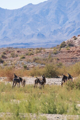 Wild burros in the desert
