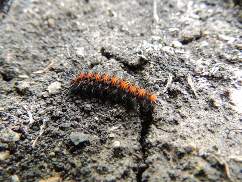 oruga de Euphydryas phaeton 