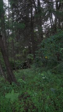 Bosque sombreado con vegetaci&oacute;n densa y tronco en descomposici&oacute;n entre &aacute;rboles altos