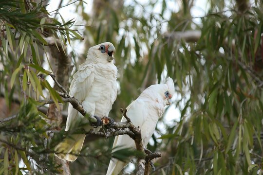 Two Corellas Perching on a Tree