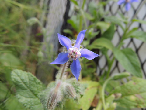 borraja blue star