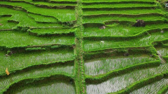  terraced rice fields cascade down the mountain slopes, forming vibrant green layers that beautifully follow the land&rsquo;s contours.