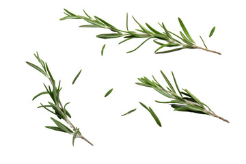 Obraz premium rosemary leaves on transparent background