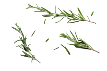 rosemary leaves on transparent background