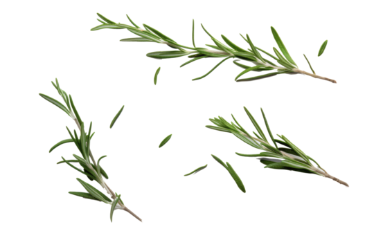 rosemary leaves on transparent background - Powered by Adobe