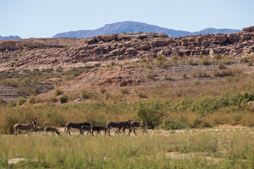 Naklejka premium Wild burros in the desert 