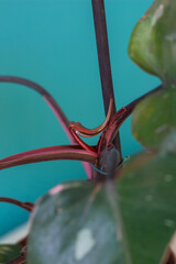New leaf stuck on the steam of a Philodendron Pink Princess (Philodendron erubescens)