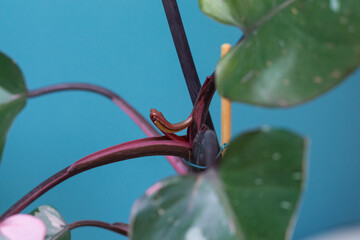 New leaf stuck on the steam of a Philodendron Pink Princess (Philodendron erubescens)