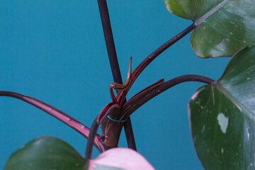 New leaf stuck on the steam of a Philodendron Pink Princess (Philodendron erubescens)