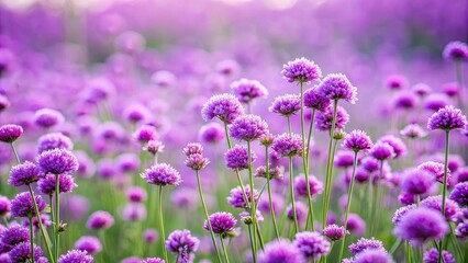 Obraz premium Field of purple flowers with a soft, blurry background, purple, flowers, field, nature, garden, vibrant, beauty, peaceful