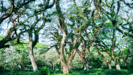Tropical rainforest with big tree