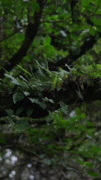 Primer plano de una rama cubierta de helechos y musgo en un bosque h&uacute;medo con follaje denso