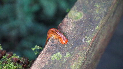 caterpillar on leaf