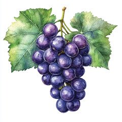Sea grape fruit watercolor clipart illustration