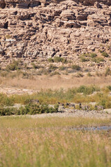 Wild burro in the desert
