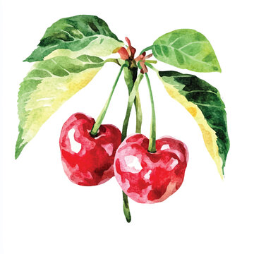 recommend clip art: Surinam cherry fruit watercolor clipart illustration