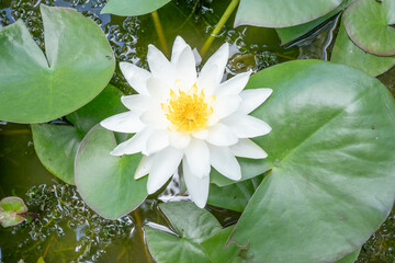 loto, flor, fauna, flora, agua