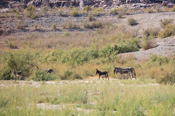 Naklejka premium Wild burro in the desert 