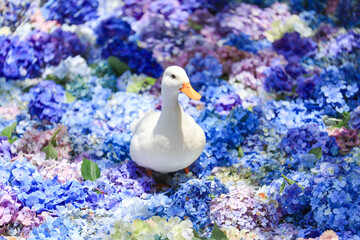 【茨城県桜川市】雨引観音の池に浮かぶ紫陽花とアヒル