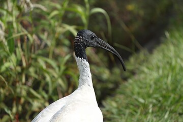 Australian White Ibis Close-Up in Natural Habitat