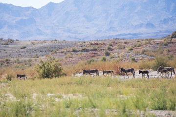 Wild burro in the desert
