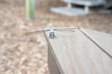 libelula, fauna, dragonfly, insect