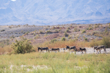 Naklejka premium Wild burro in the desert 