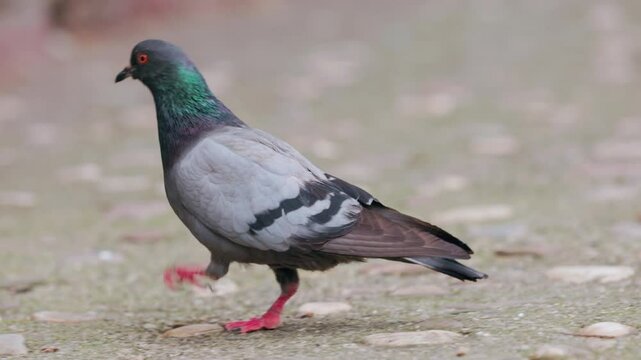 Gray wild pigeon walks importantly along asphalt, looking for food, looking at ground with confident expression. Urban street birds, disease pollution, survival Independent introvert pigeon on a walk