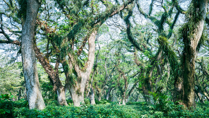 Tropical jungles with big trees