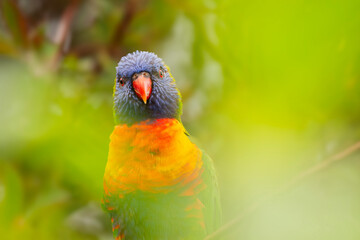 The rainbow lorikeet is a species of parrot found in Australia. It is common along the eastern seaboard, from northern Queensland to South Australia.