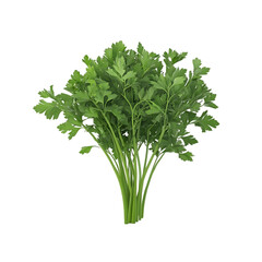 A bunch of fresh parsley with green leaves isolated on a black background.