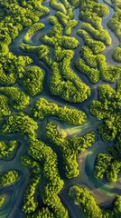 Mangrove Labyrinth - Aerial View of Intricate Root Patterns and Natural Complexity