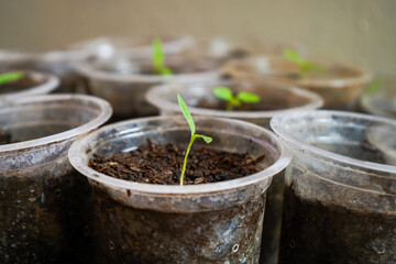 Seeding chili plants in plastic cups