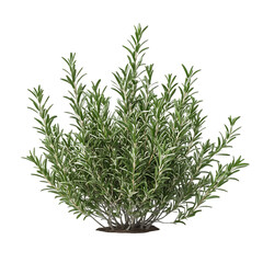 A close-up of a rosemary plant with green leaves and a brown pot. The rosemary is a popular herb used in cooking and has a strong, pine-like aroma.
