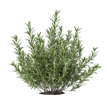 A close-up of a rosemary plant with green leaves and a brown pot. The rosemary is a popular herb used in cooking and has a strong, pine-like aroma.