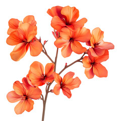 A close-up of a vibrant orange geranium flower with five open blossoms and buds on a stem, isolated against a black background.