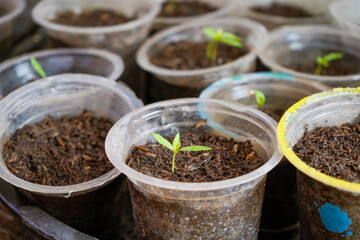 Seeding chili plants in plastic cups