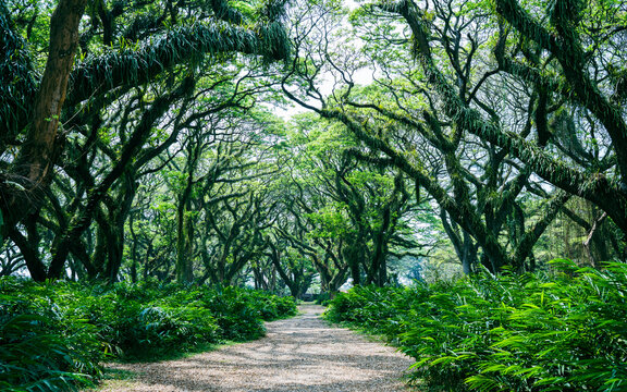 Tropical rainforest with forest surrounded by tall trees and lush, dense foliage in a tropical rainforest at De Djawatan forest at Banyuwangi, East Java, Indonesia