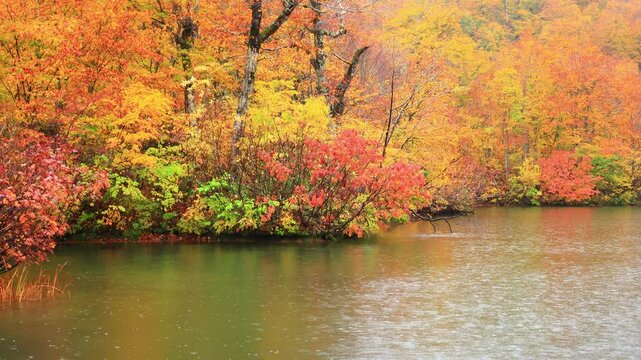 autumn leaves on the lake