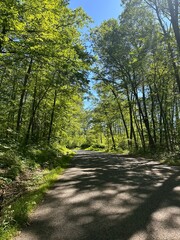 Green treelined forest road