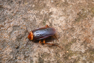 cockroach on the ground	